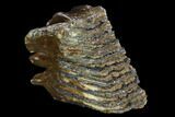 Partial Woolly Mammoth Molar - North Sea #123672-2